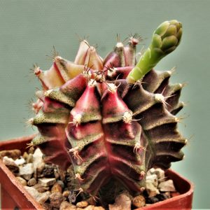 Gymnocalycium-friedrichii-variegate-P8