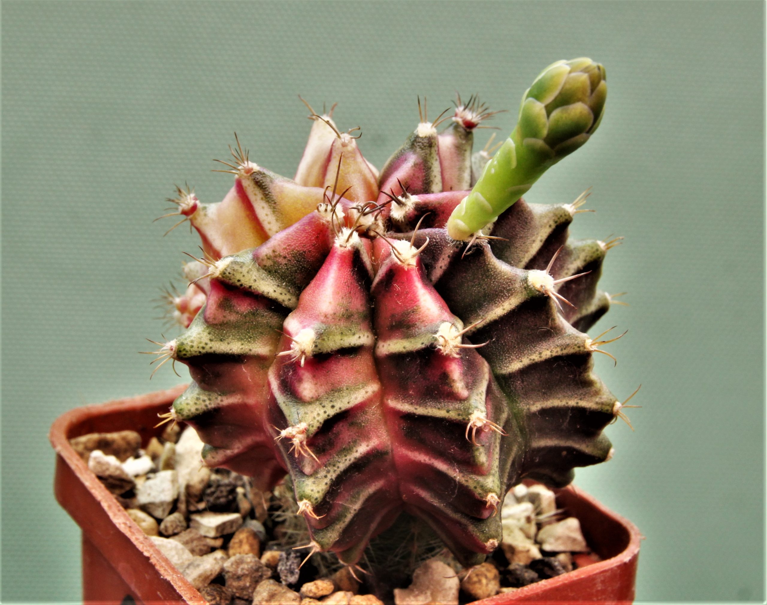 Gymnocalycium-friedrichii-variegate-P8