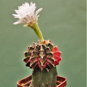 Gymnocalycium-friedrichii-variegate-P9