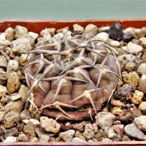 Gymnocalycium-kozelskyanum-2