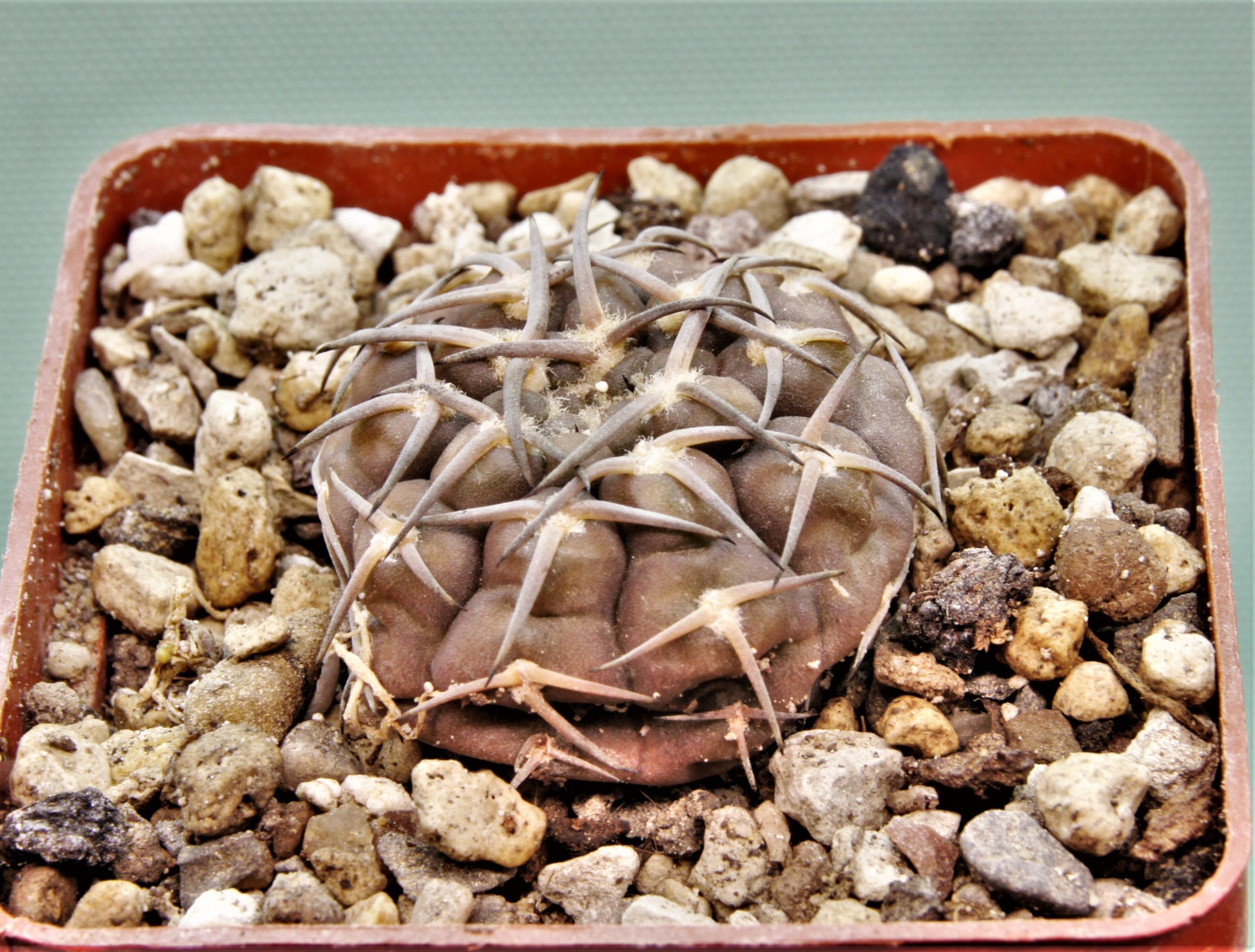 Gymnocalycium-kozelskyanum-2