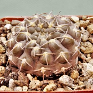 Gymnocalycium-kozelskyanum-3