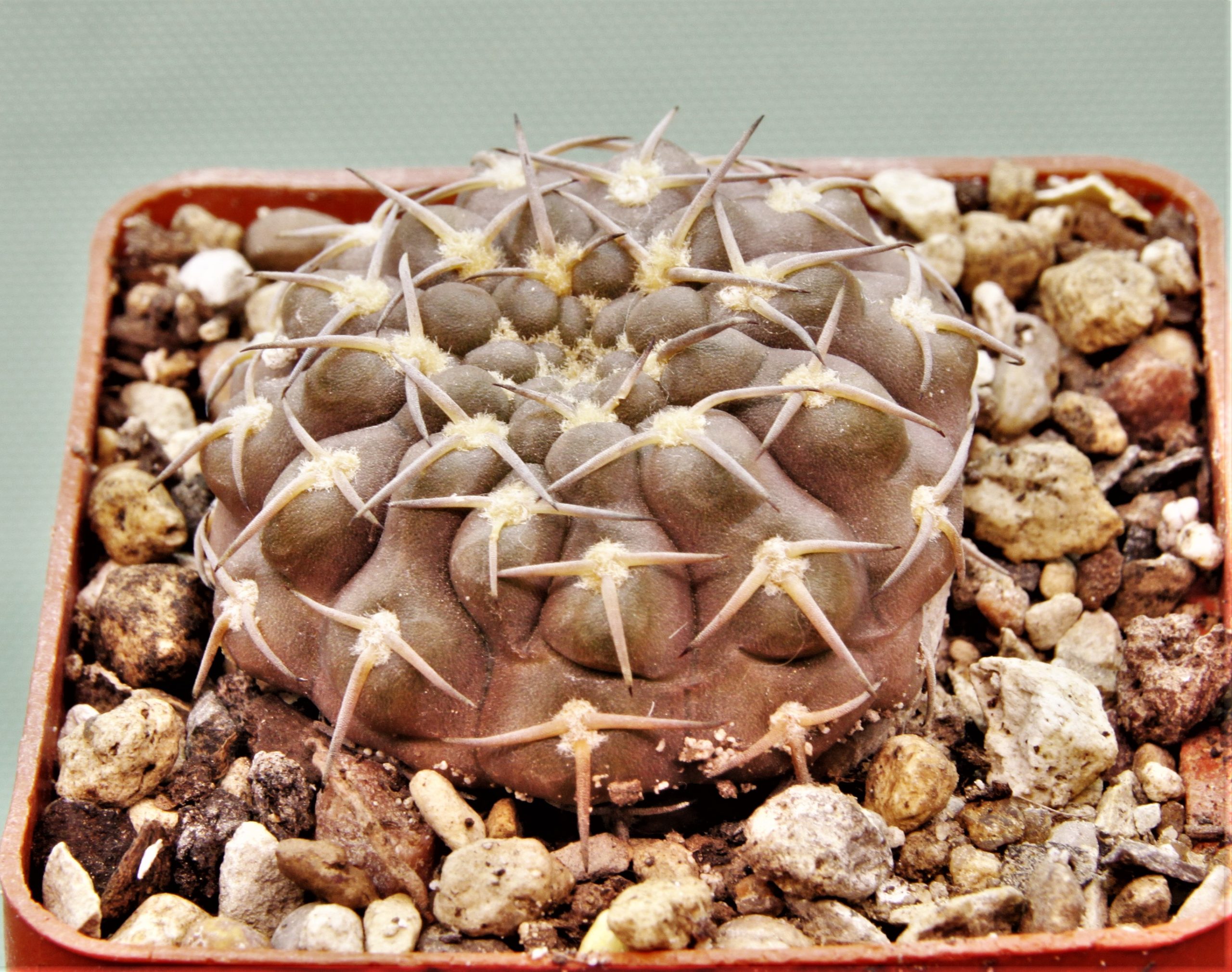 Gymnocalycium-kozelskyanum-3