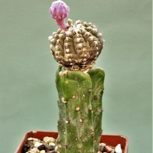 Gymnocalycium-ragonesei-f-variegata-1