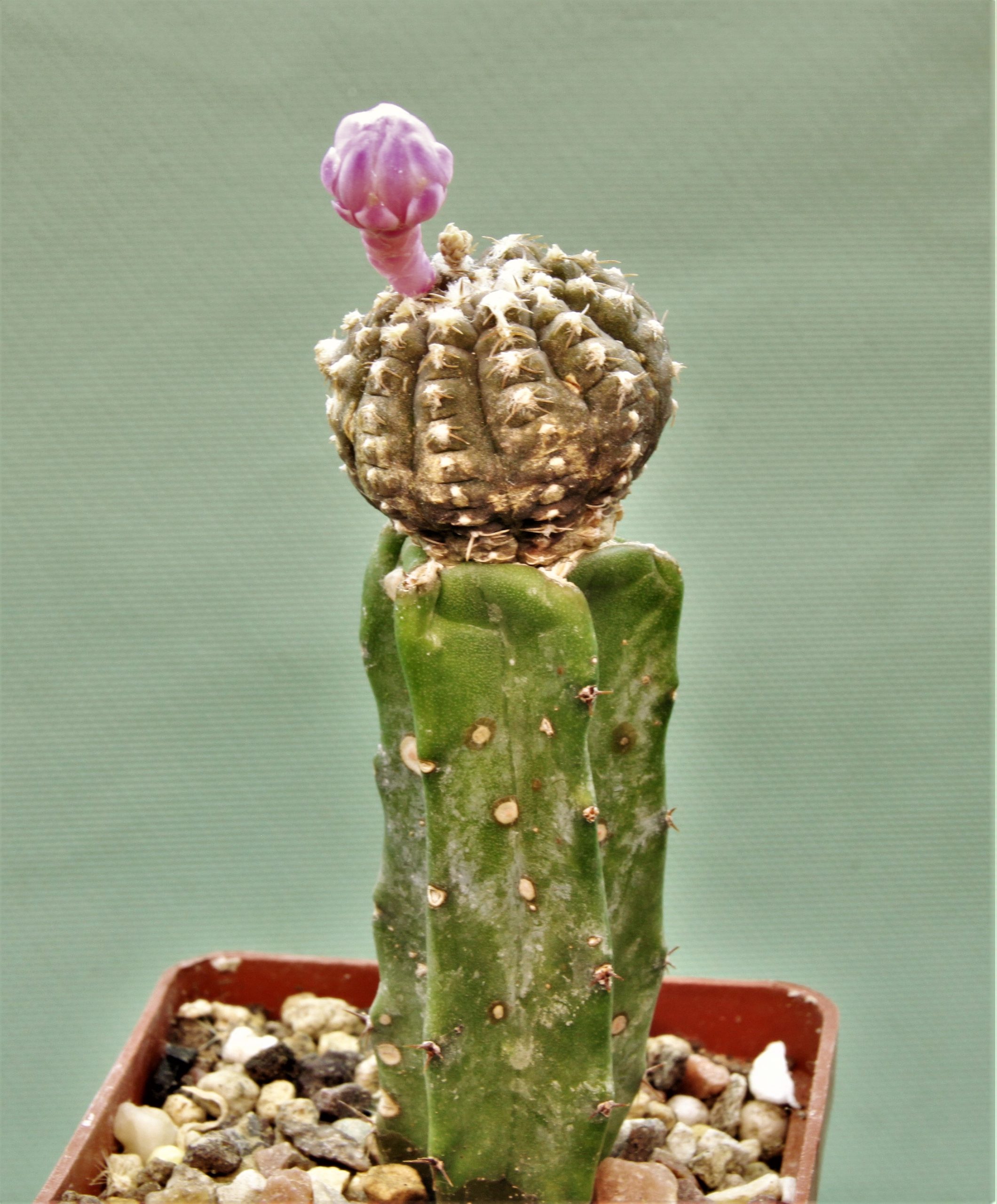 Gymnocalycium-ragonesei-f-variegata-1