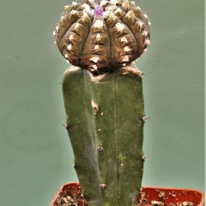 Gymnocalycium-ragonesei-f-variegata-2
