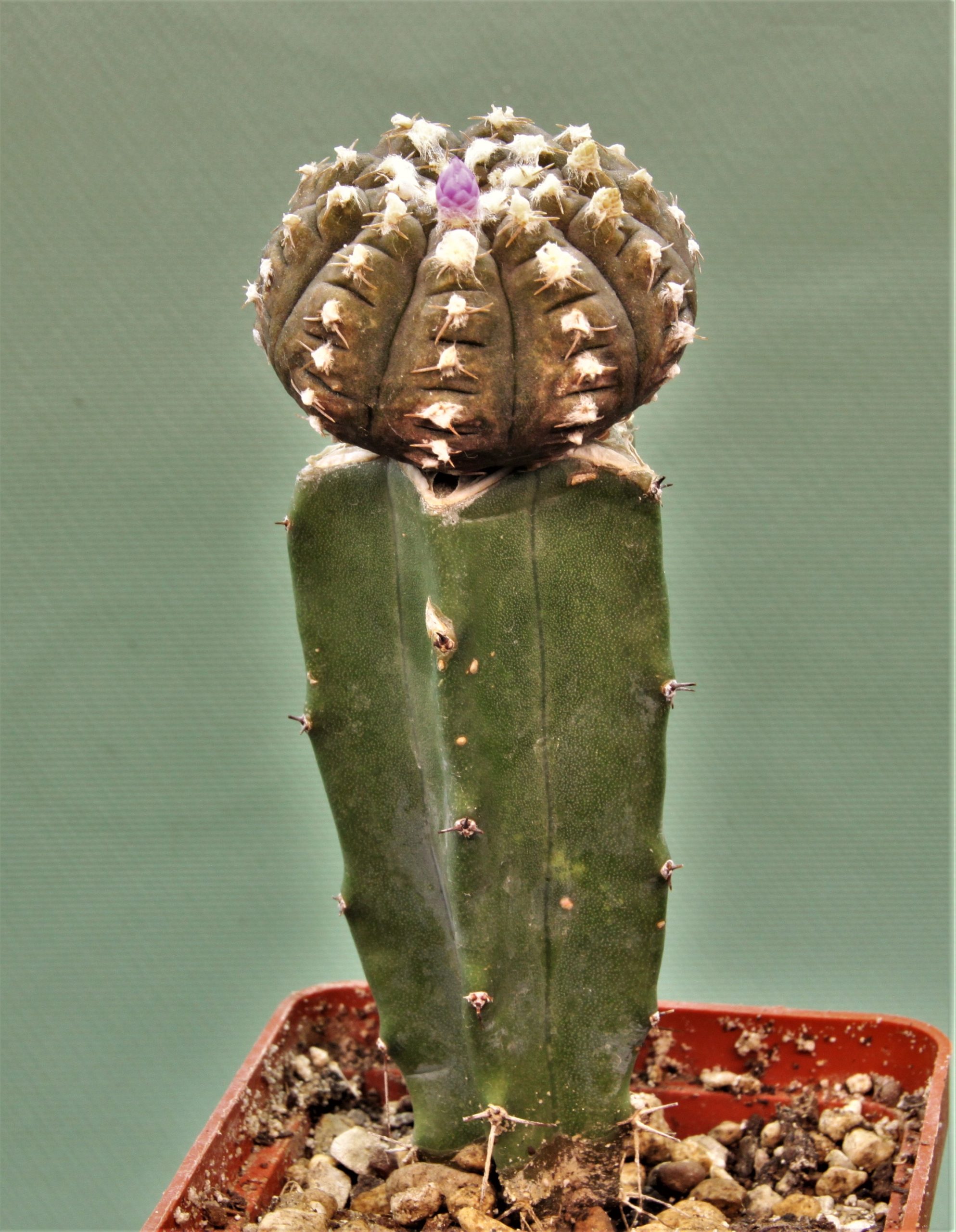 Gymnocalycium-ragonesei-f-variegata-2