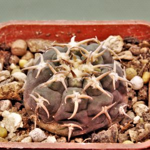 Gymnocalycium-spegazzinii-v.unguispinum-SL-44b-1