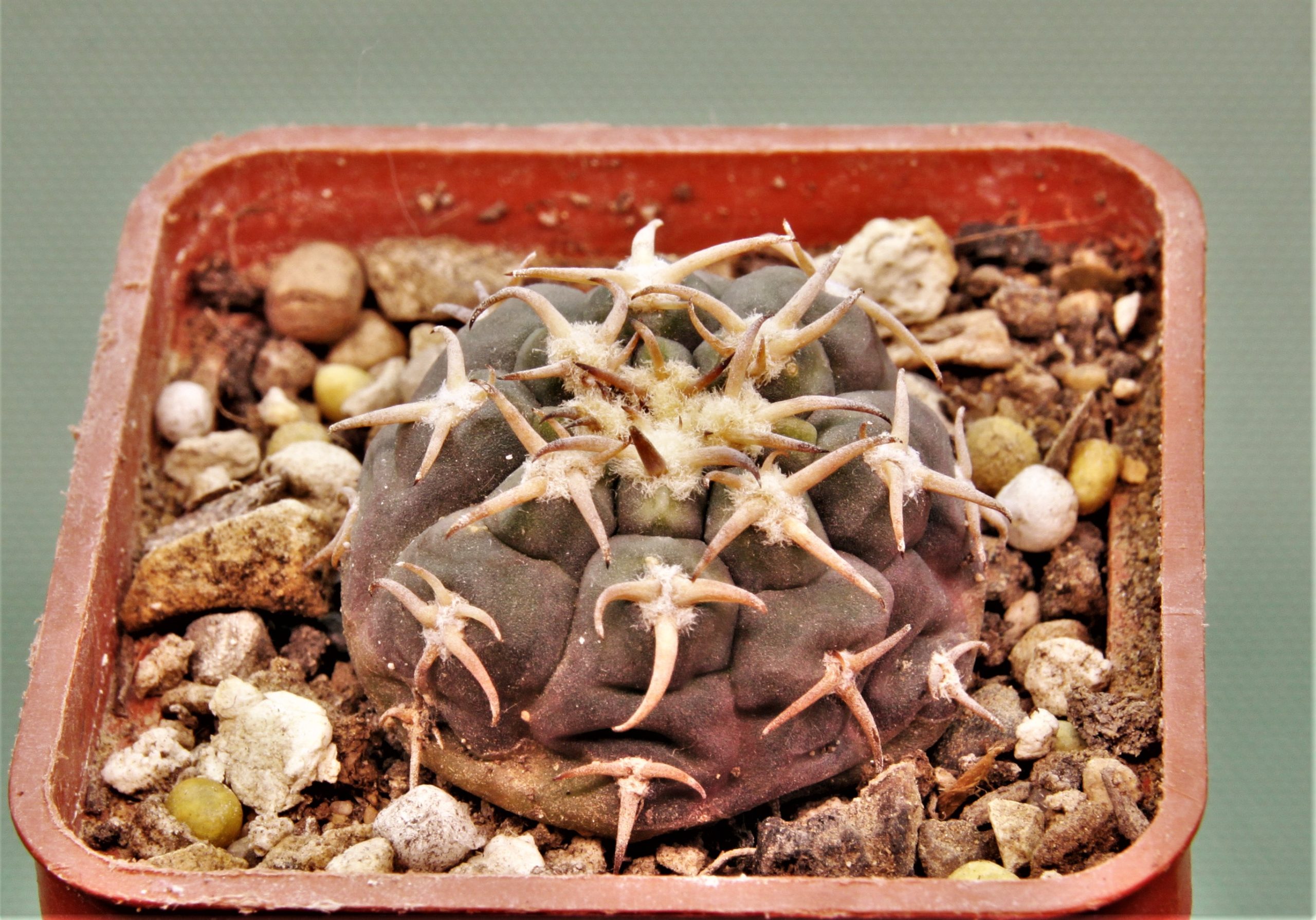 Gymnocalycium-spegazzinii-v.unguispinum-SL-44b-1