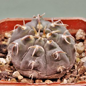 Gymnocalycium-spegazzinii-v.unguispinum-SL-44b-2