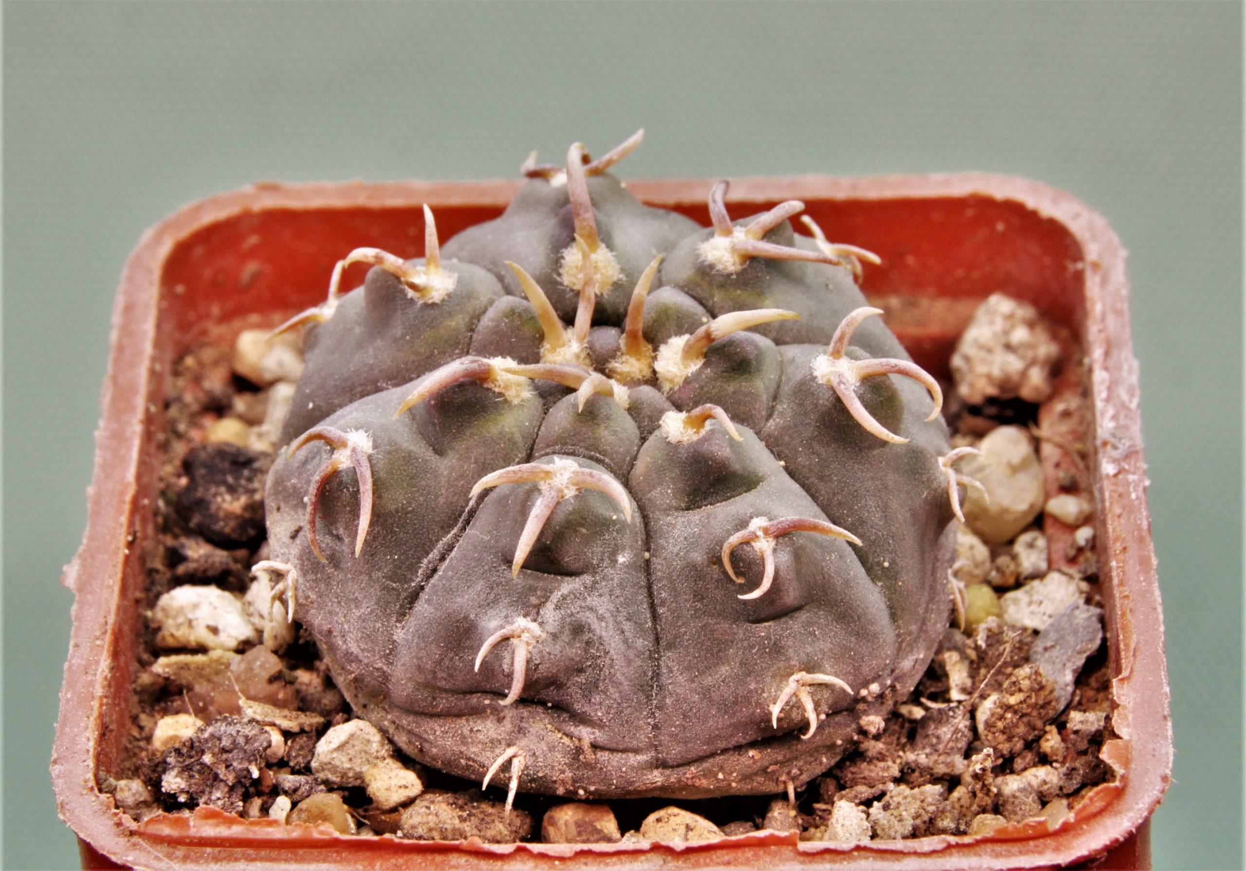 Gymnocalycium-spegazzinii-v.unguispinum-SL-44b-2
