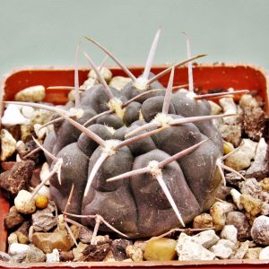 Gymnocalycium-vatterii-v.atltautinense-1.