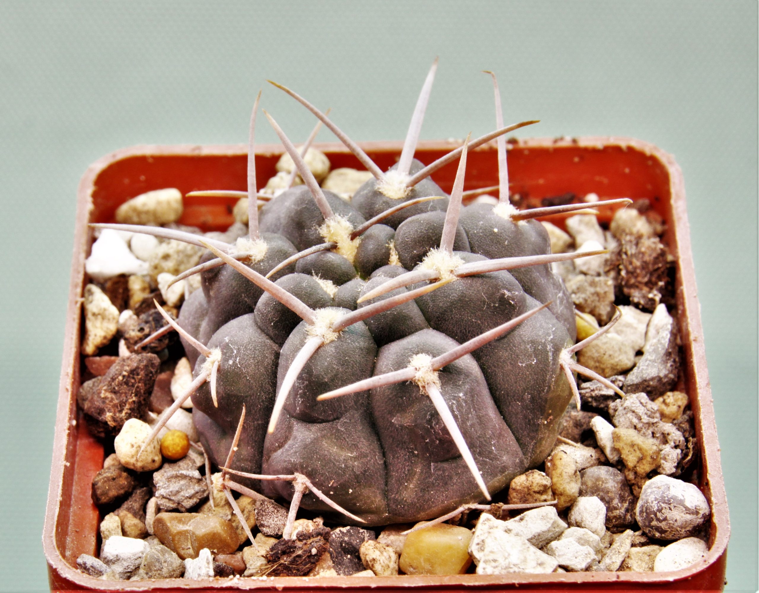Gymnocalycium-vatterii-v.atltautinense-1.