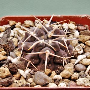 Gymnocalycium-vatterii-v.atltautinense-2