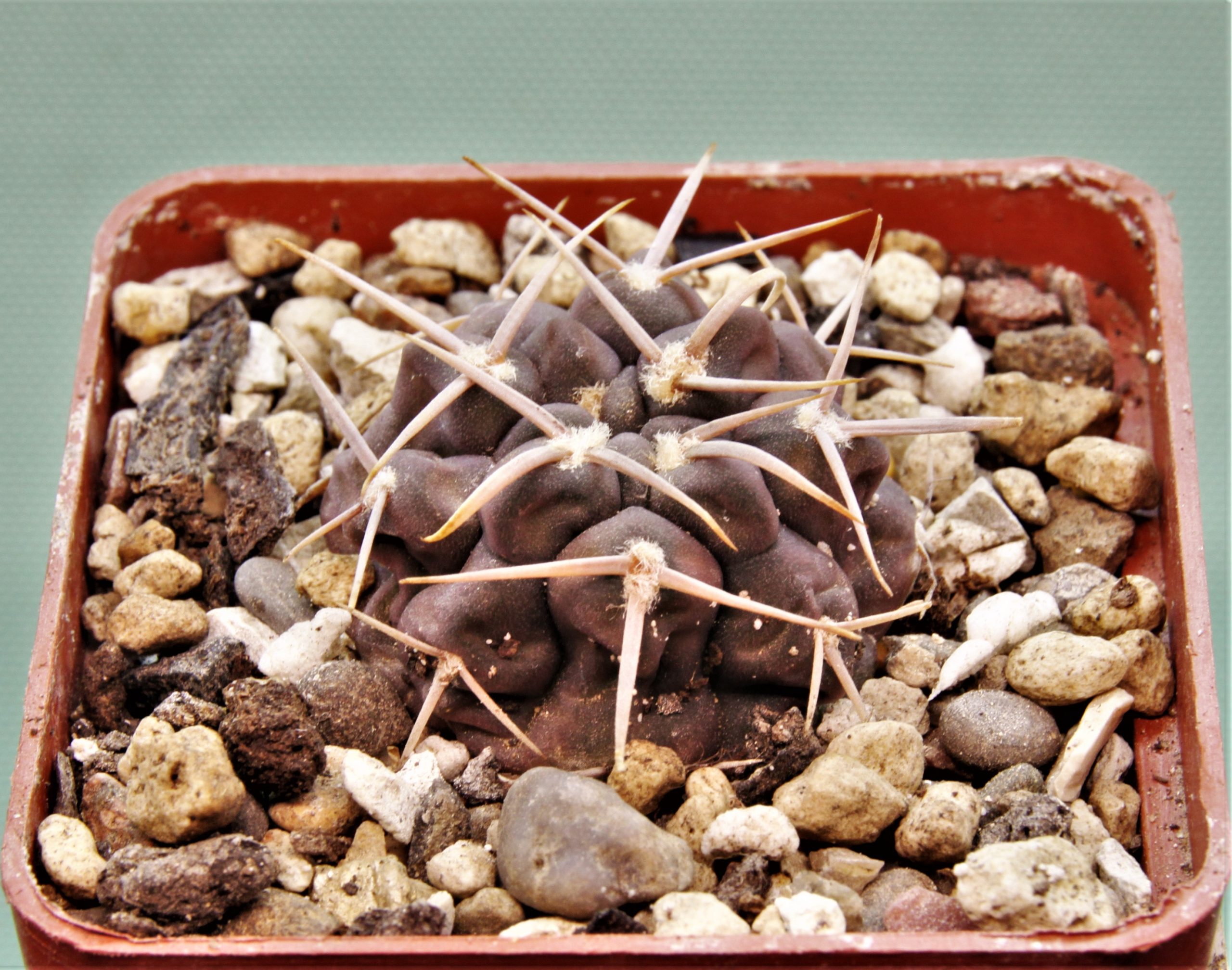Gymnocalycium-vatterii-v.atltautinense-2