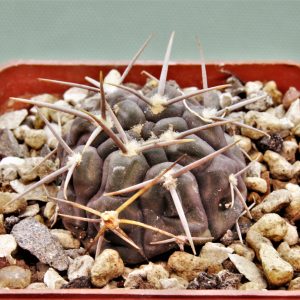 Gymnocalycium-vatterii-v.atltautinense-4