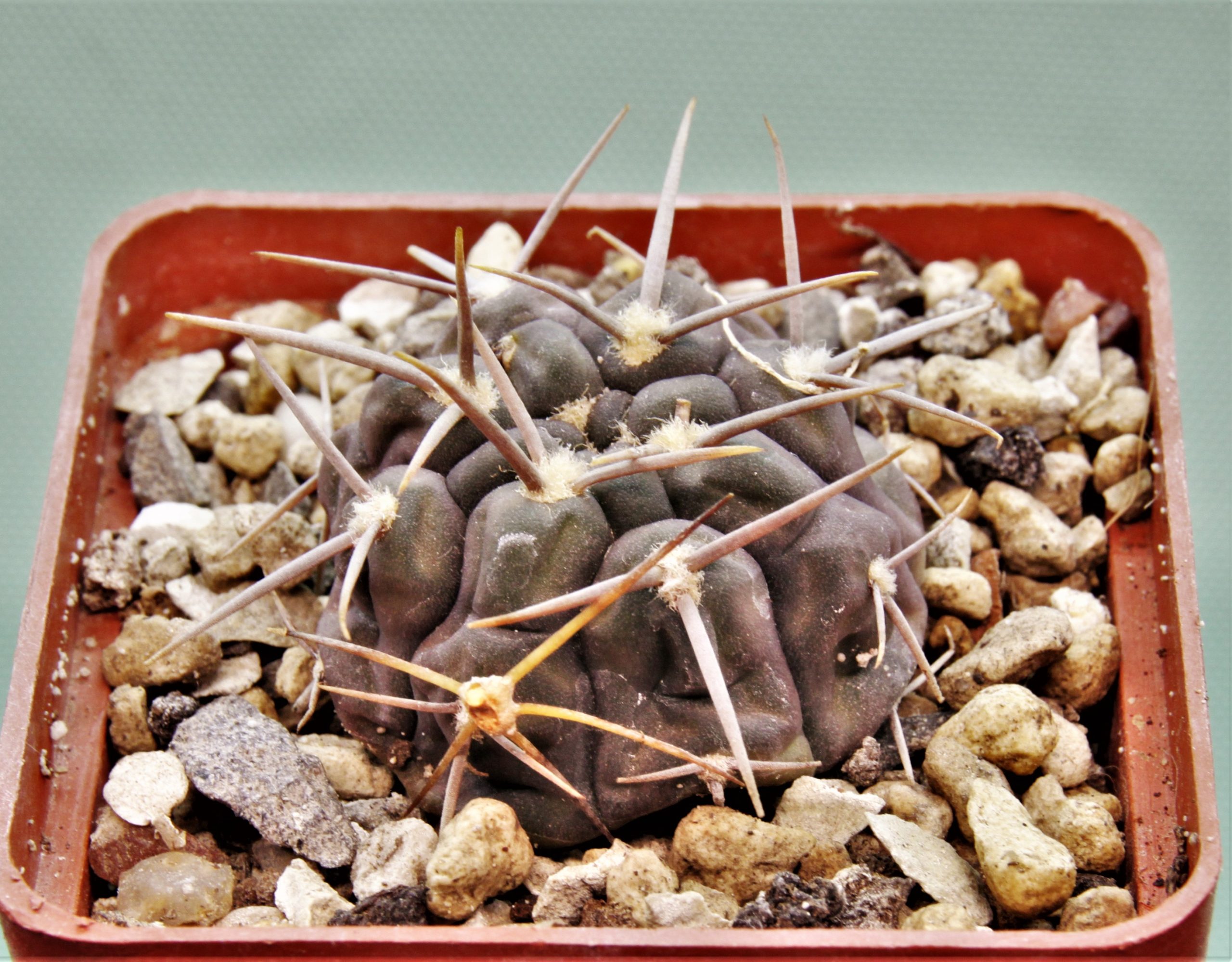 Gymnocalycium-vatterii-v.atltautinense-4