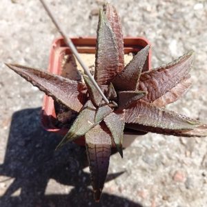 Haworthia koelmaniorum x tesselata