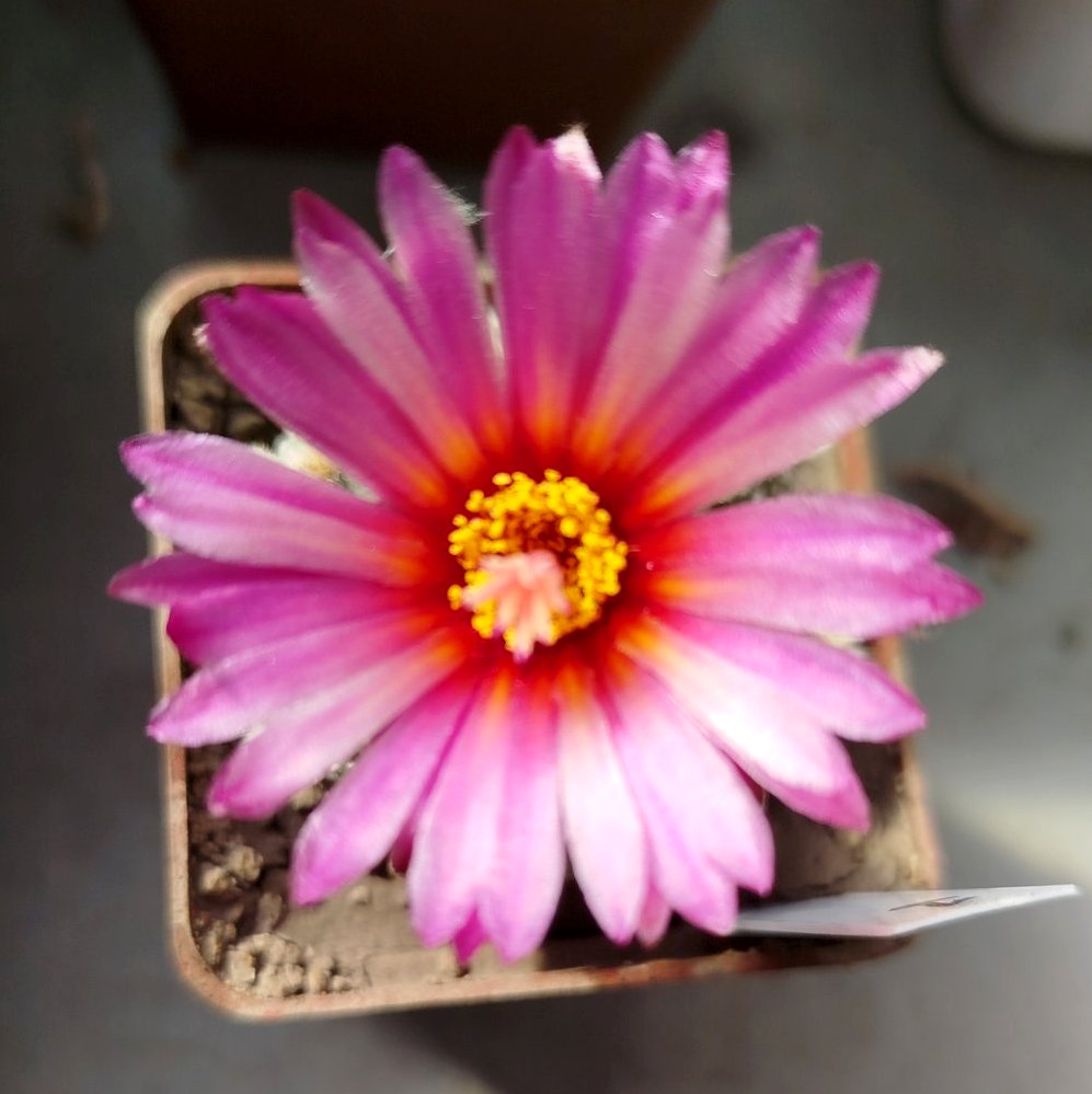 Astrophytum asterias pink flowers