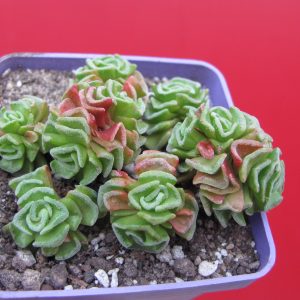 Crassula susannae
