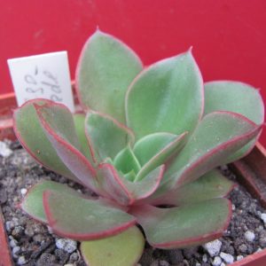 Echeveria Salsa Verde