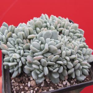 Echeveria  glauca cristata