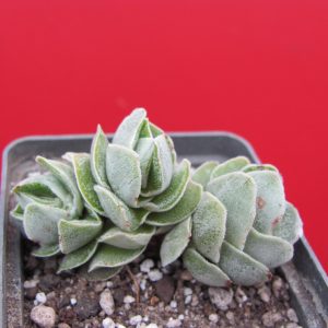 Crassula  Ivory Pagoda