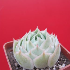 Echeveria Laguna Sanchez hybr.