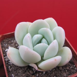 Echeveria hybr.  #19