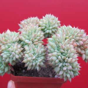 Echeveria ramillete cristata