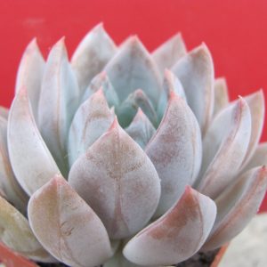Echeveria hybr.
