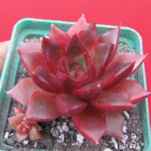 Echeveria purpusorum  Red
