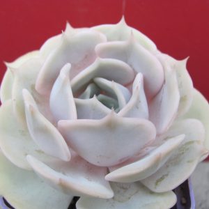 Echeveria lilacina hybr.