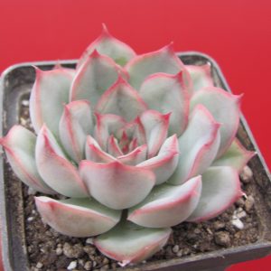 Echeveria   hybr.  #10