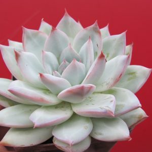 Echeveria  Blue Bird