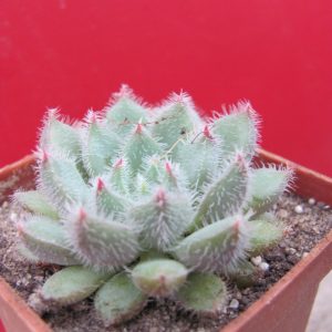 Echeveria Glitters
