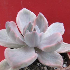 Echeveria  Mrs. Richards variegata