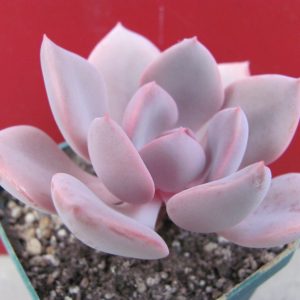 Echeveria Debbie