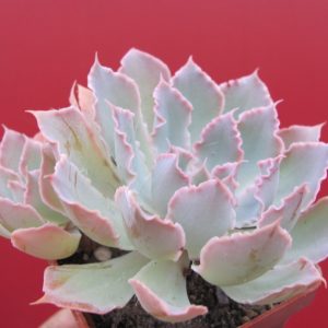 Echeveria  Neon Breakers