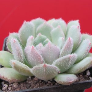 Echeveria  *Comet*