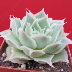 Echeveria Laguna Sanchez