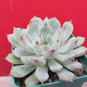 Echeveria  hybr.   #212