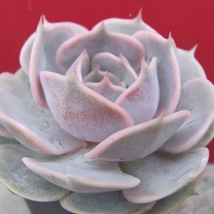 Echeveria lilacina hybr.