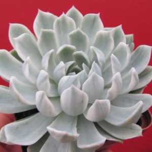 Echeveria *Royal Chrysanthemum* variegata