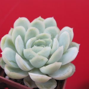 Echeveria Snow Ball