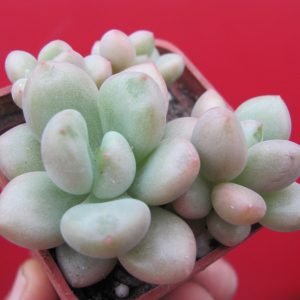 Echeveria Bill Gates