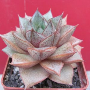 Echeveria purpusorum  *White form*
