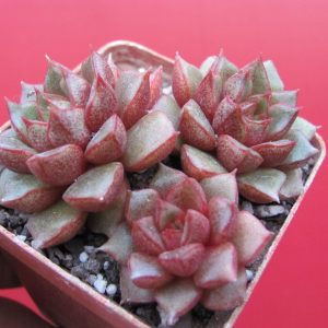 Echeveria  purpusorum  hybr.