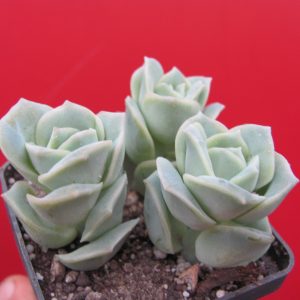 Echeveria Lovely Rose