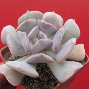 Echeveria Cubic Frost